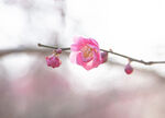 梅花