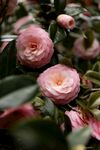 茶花