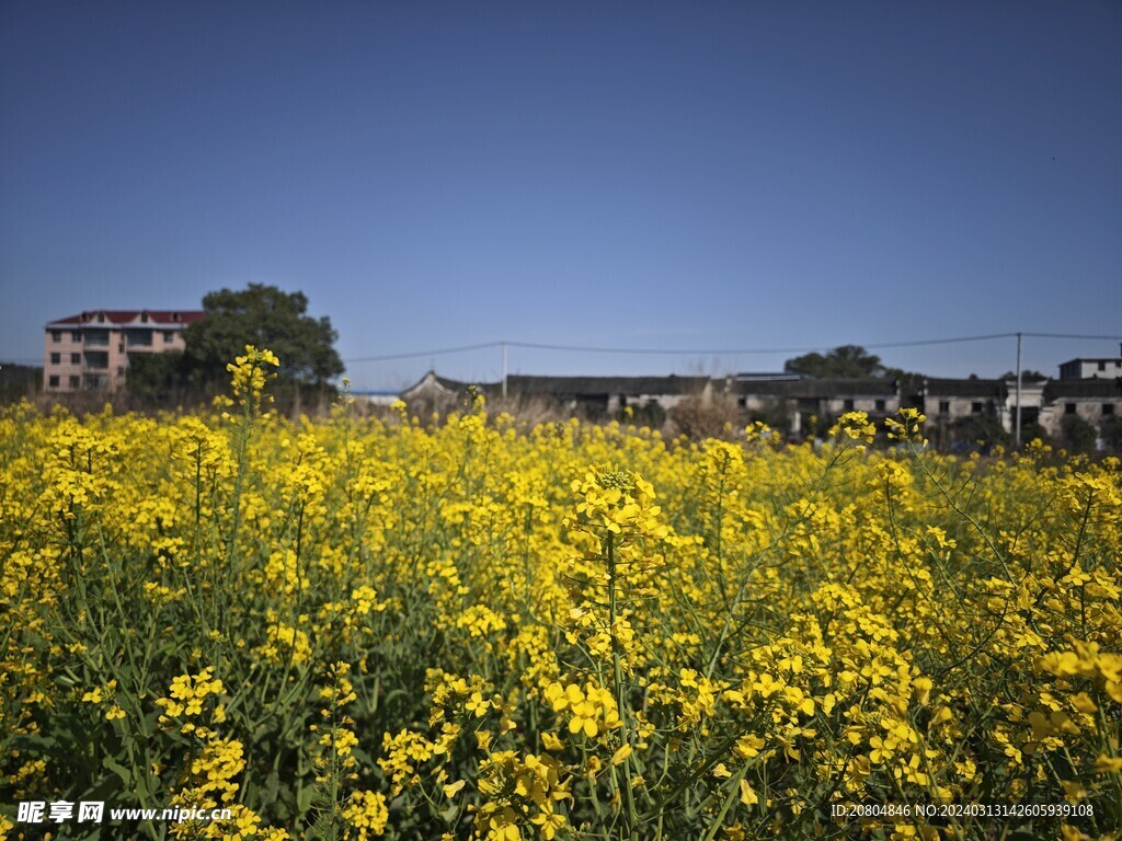 油菜花