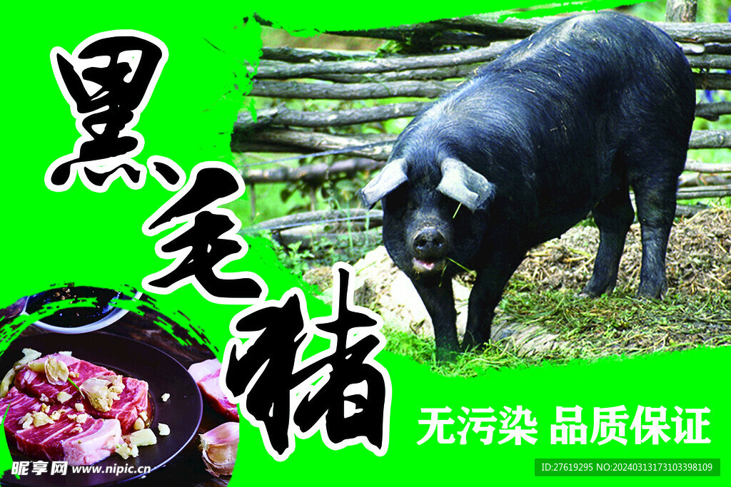 黑毛猪