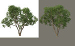 景观树枝树叶元素PSD素材