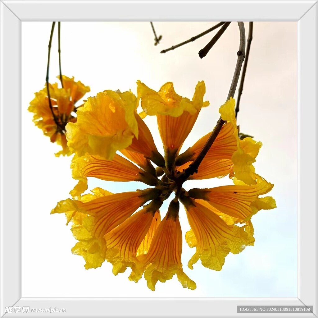 黄铃花.