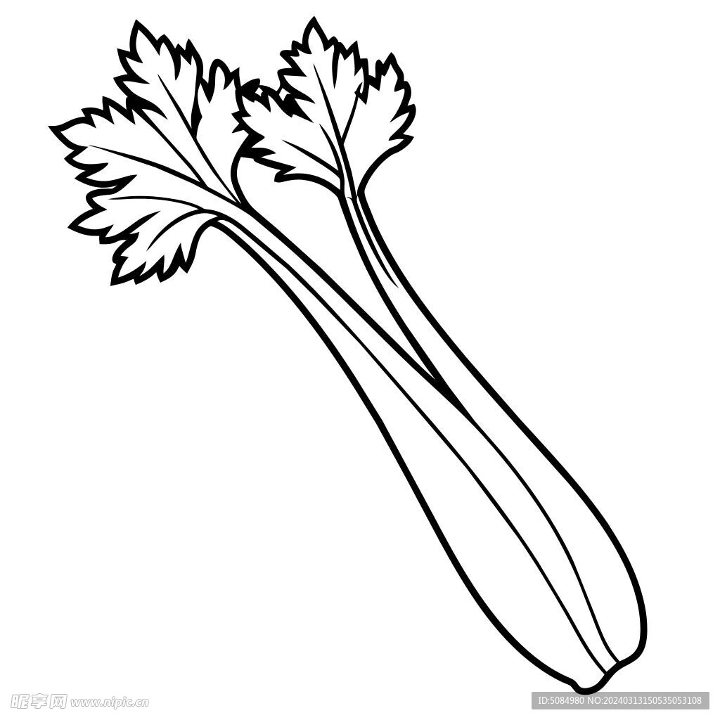  芹菜  线稿