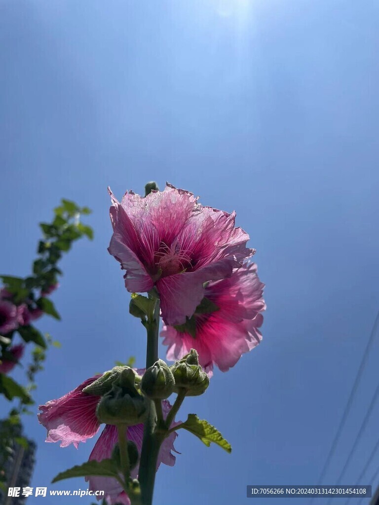 天空  花朵