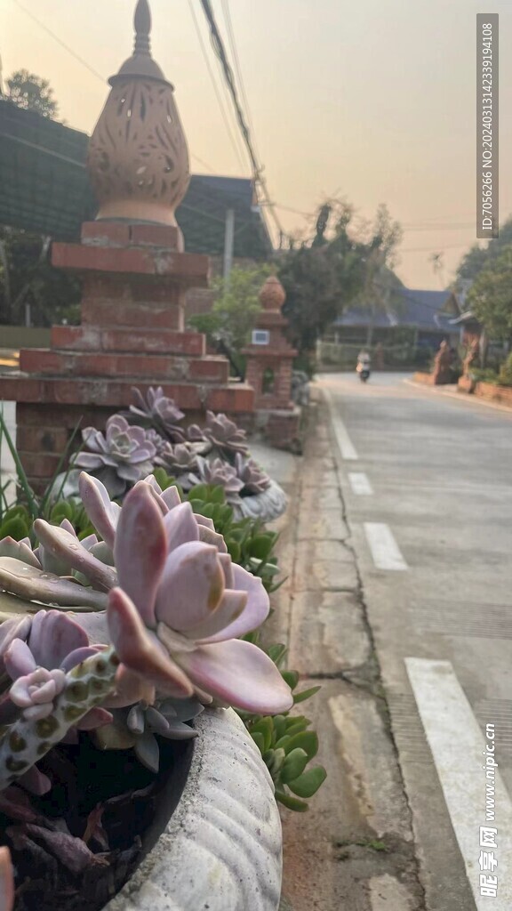 多肉植物   风景