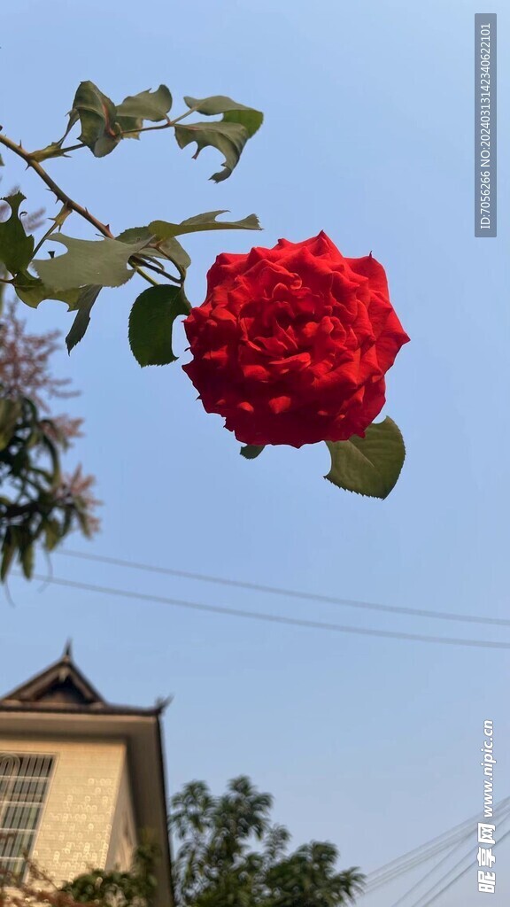 红色花   花朵