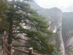 黄山松