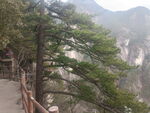 黄山松