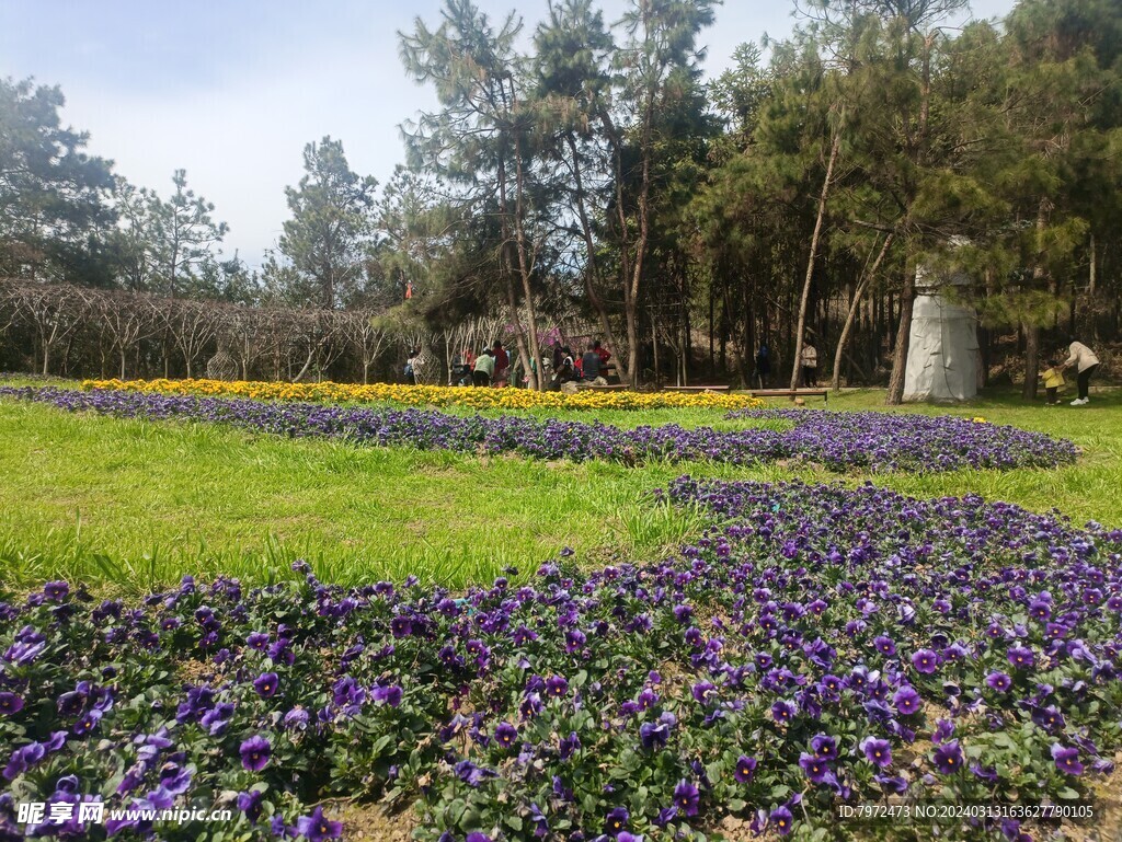 花圃