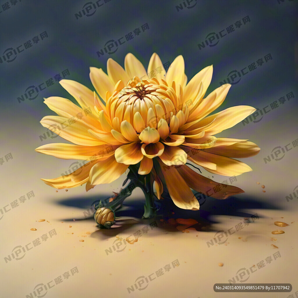 一朵黄色的大菊花