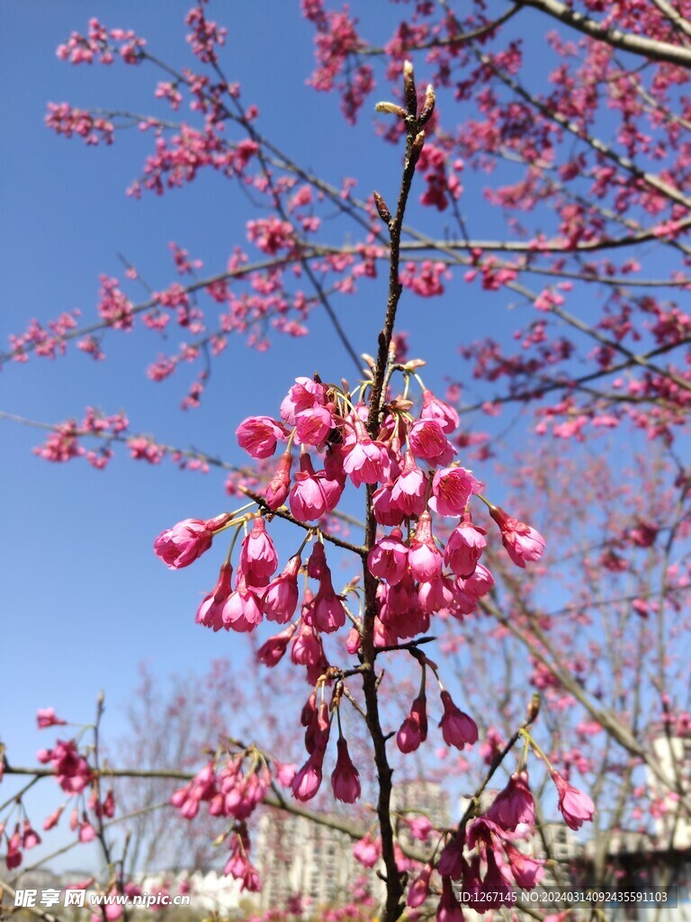 樱花