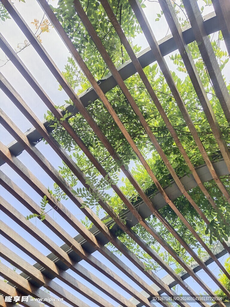 树叶