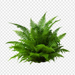 蕨类植物