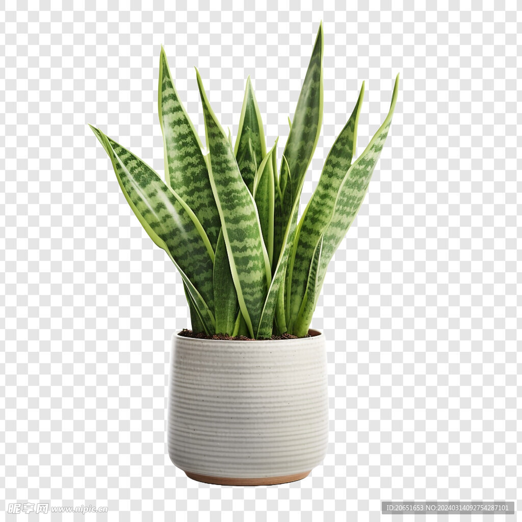 虎皮兰