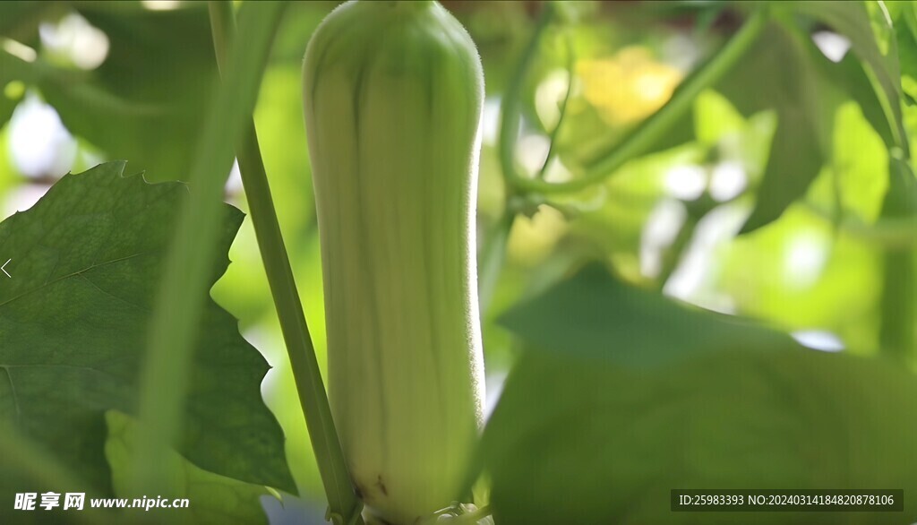 丝瓜栽培