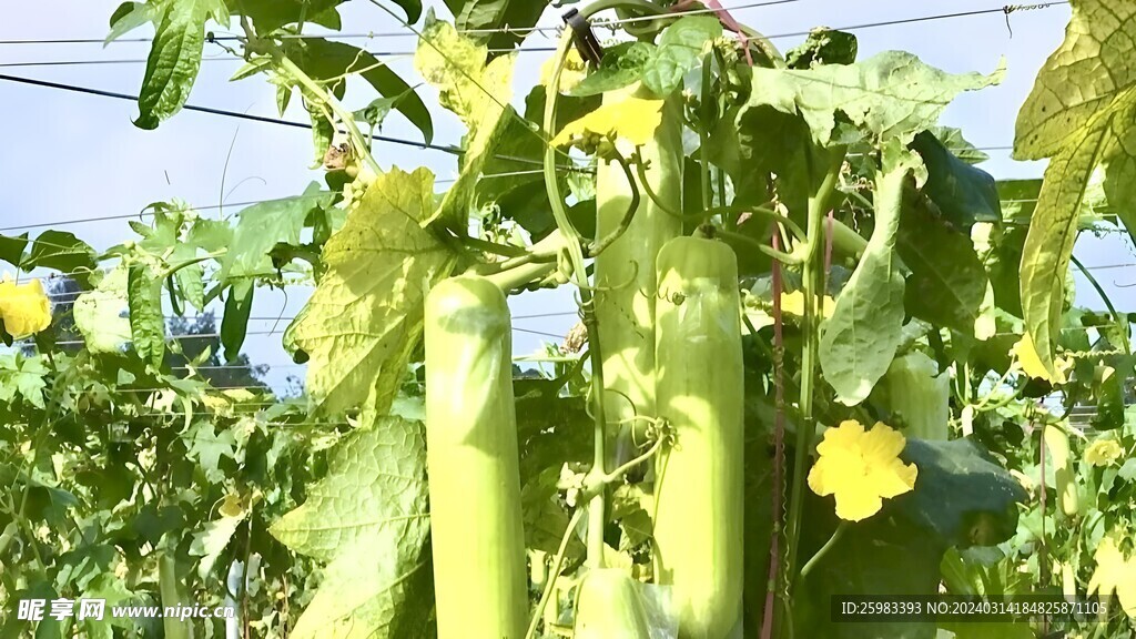 丝瓜栽培