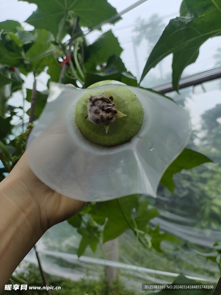 丝瓜栽培