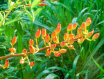 不知名小花