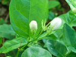 茉莉花