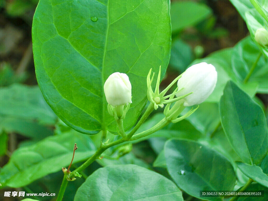 茉莉花