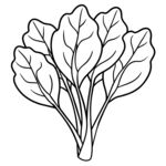  菠菜  线稿