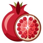 石榴剖面素材