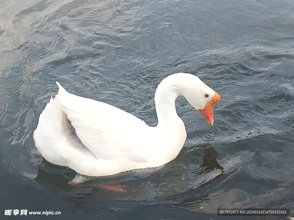 白毛浮绿水