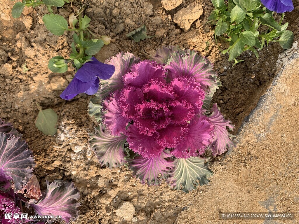 花