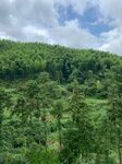 山 树