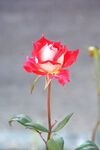 月季花