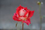 月季花