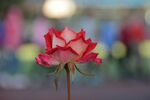 月季花