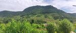 花草树木 沂蒙山 山水