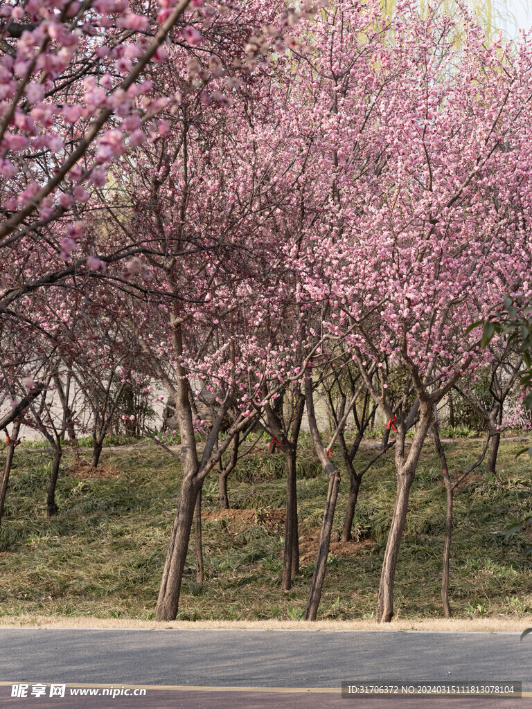 繁花