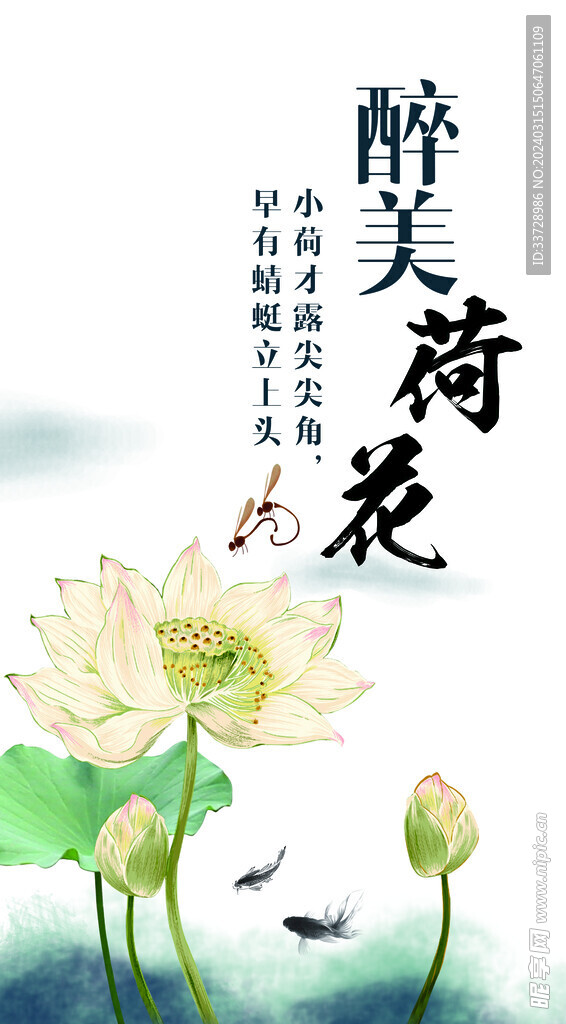 国画荷花