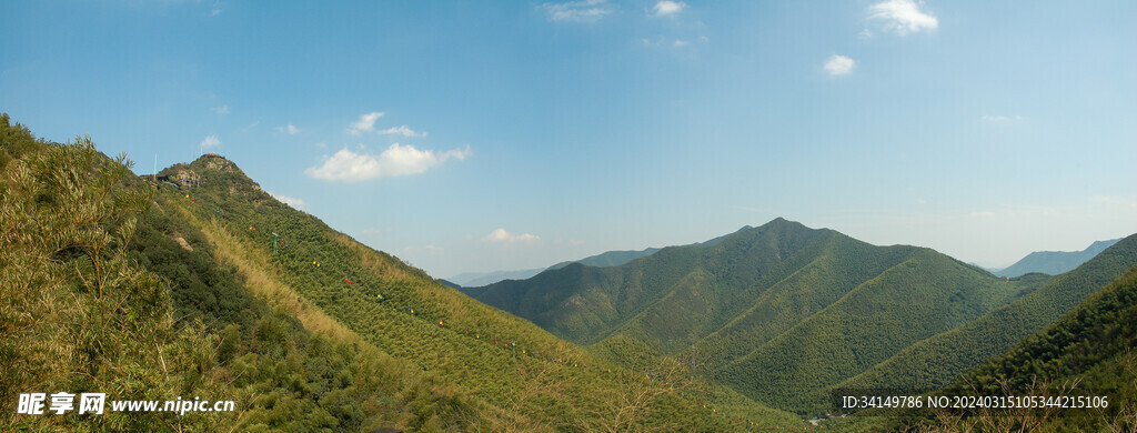 南山竹海高山竹林