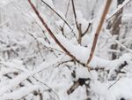 雪景