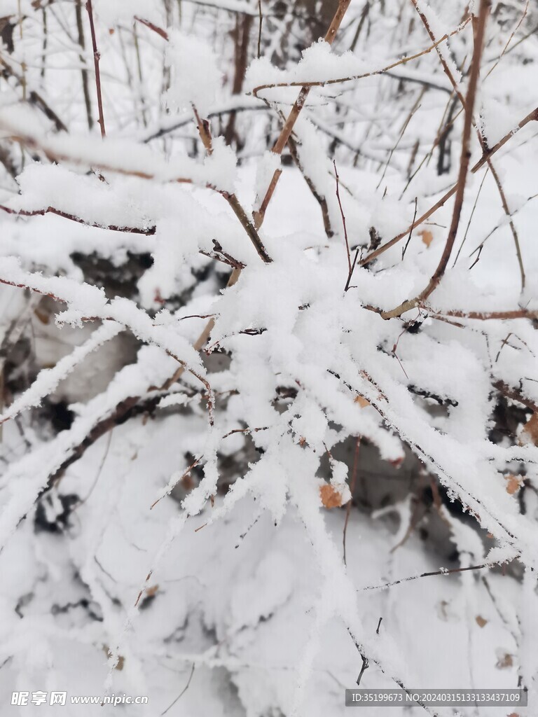 雪压树枝