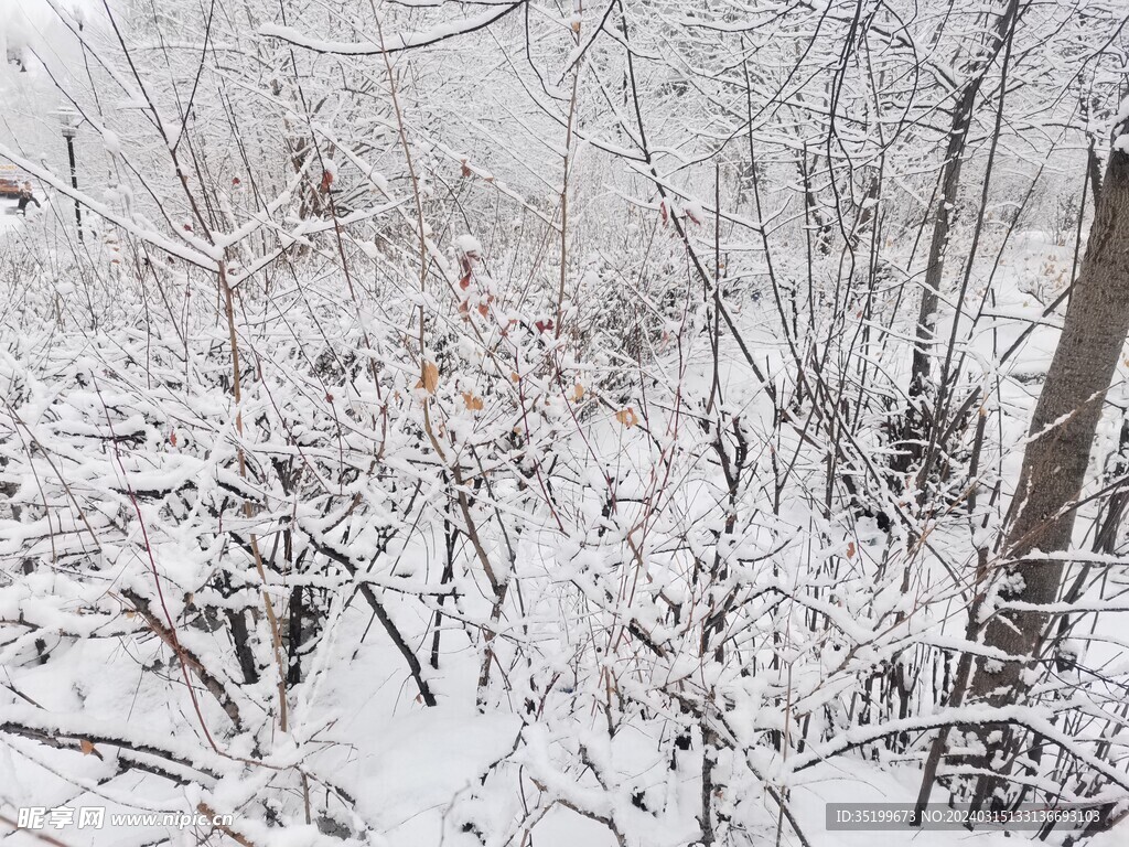 雪景