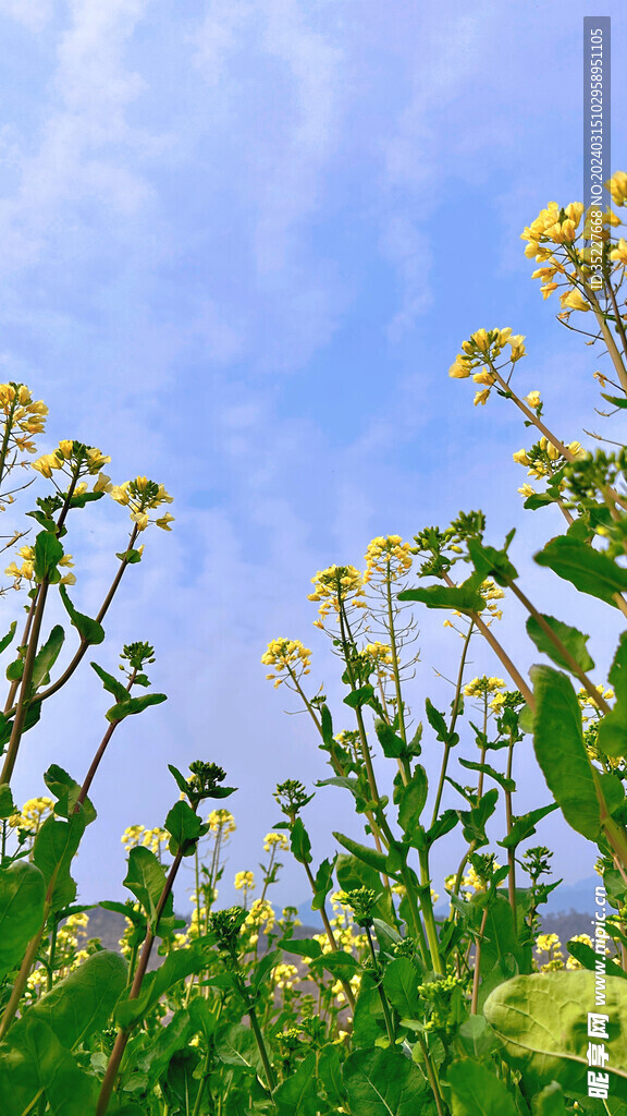 油菜花画册封面