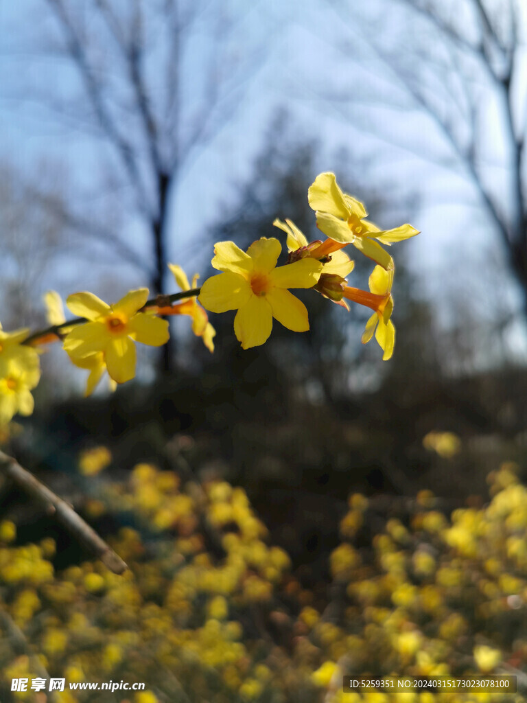 迎春花