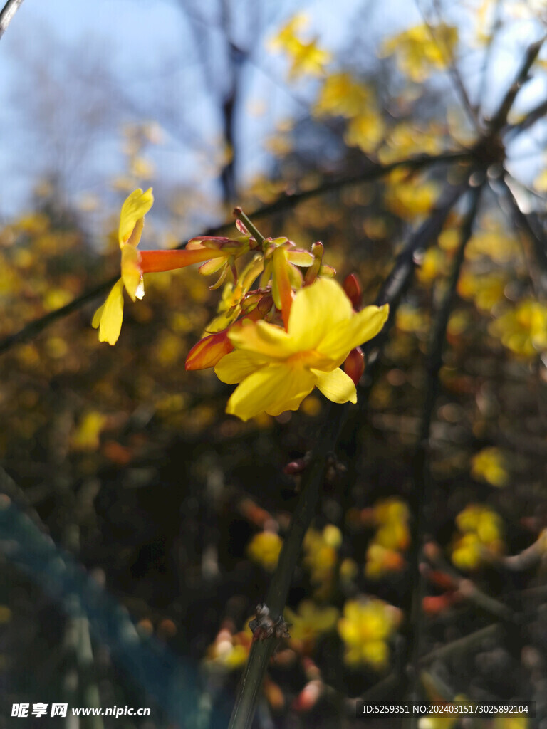 迎春花