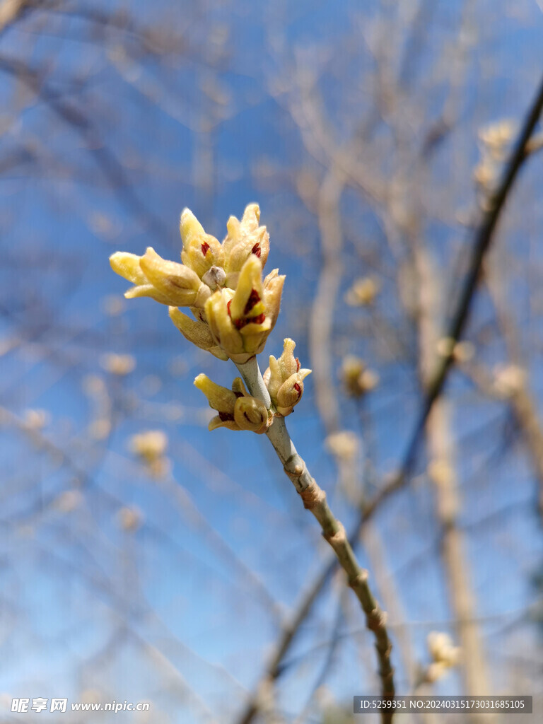 花苞