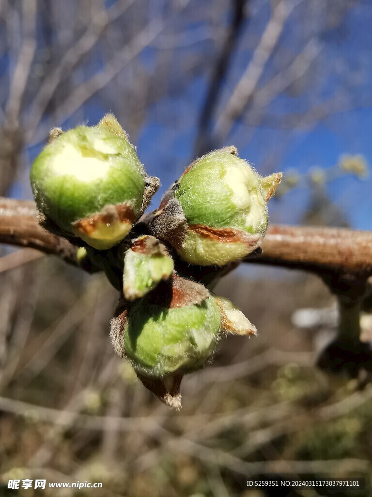 花苞