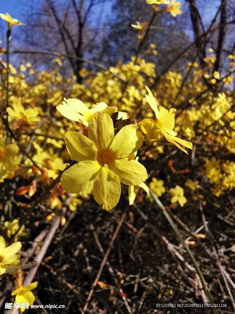 迎春花