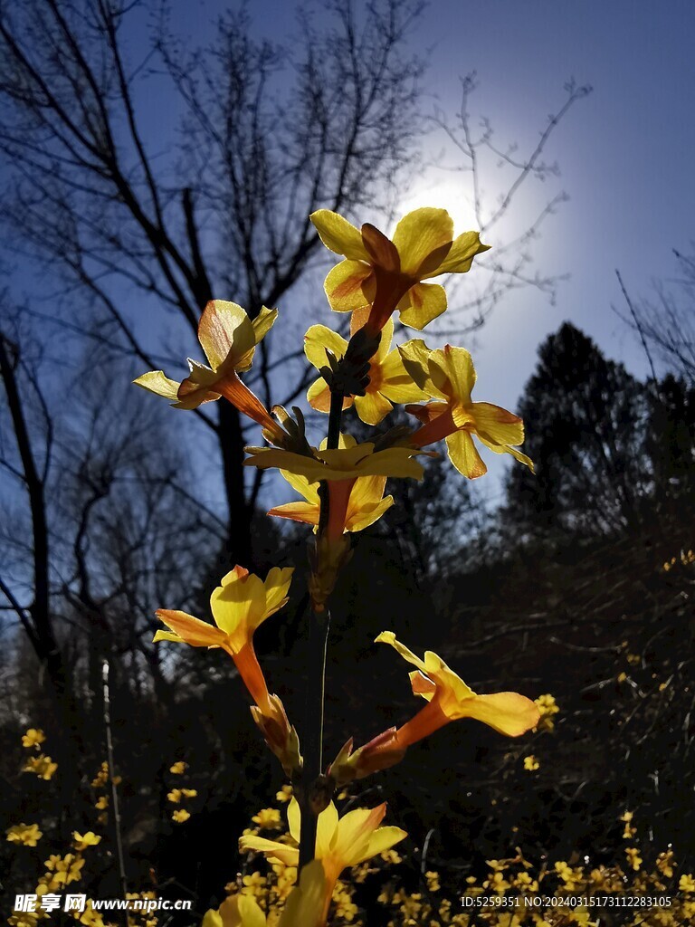 迎春花