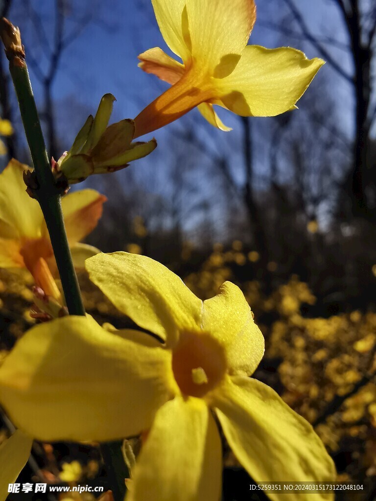 迎春花