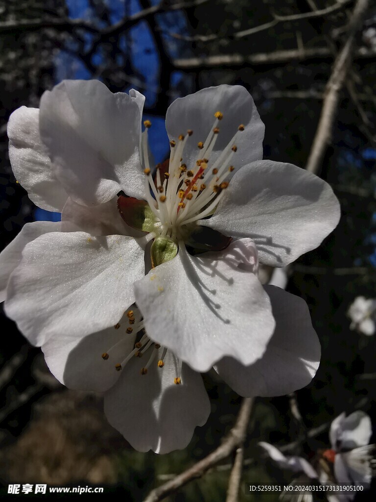 花朵