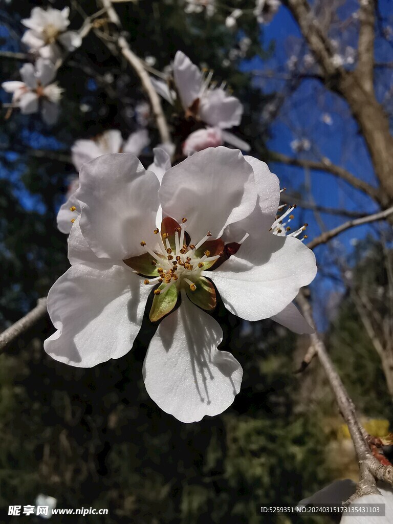 花朵