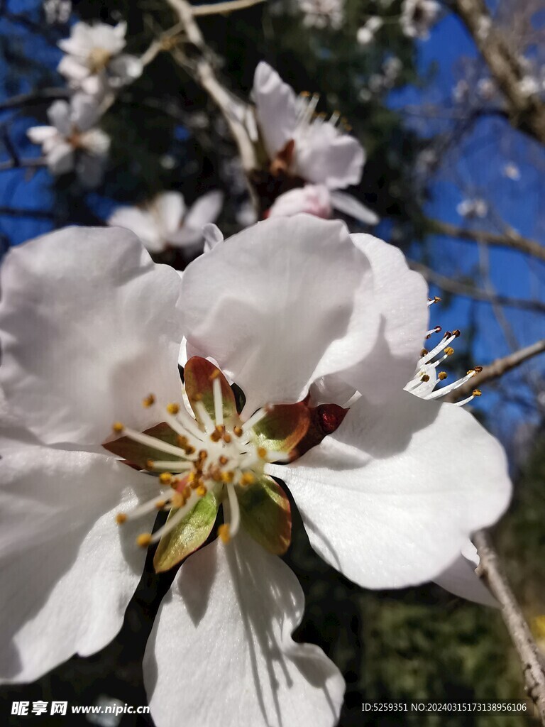 花朵